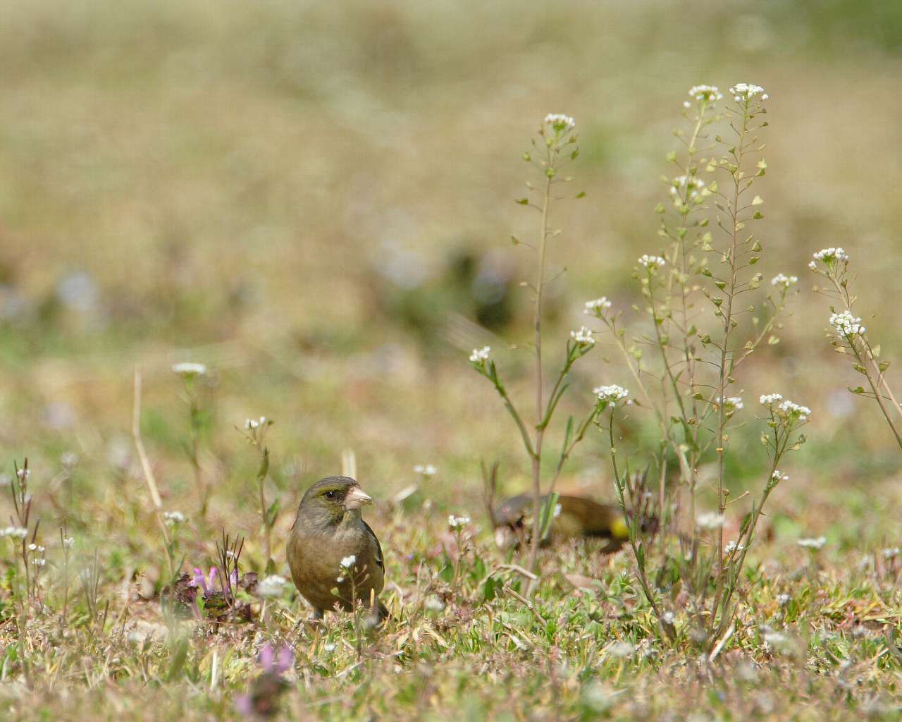 カワラヒワと花_f0105570_2214357.jpg