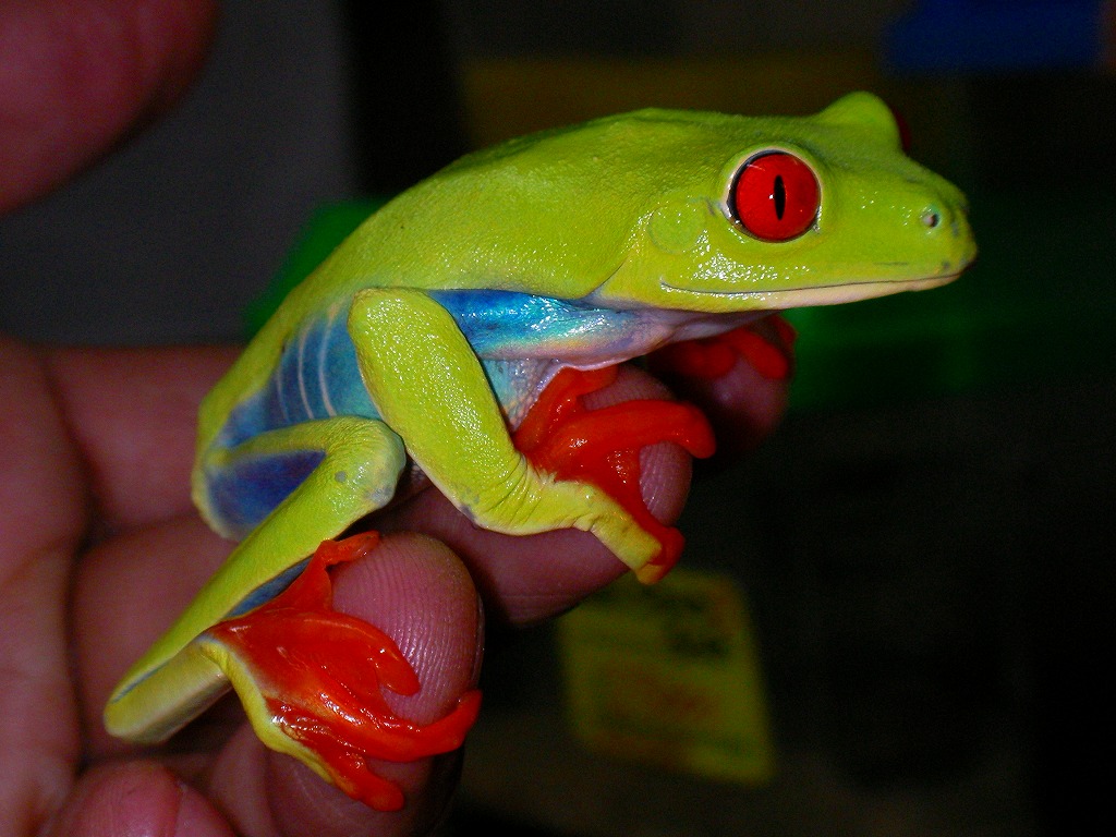 Recommended Amphibians 名東ペポニスタッフブログ Recommended Amphibians 名東ペポニスタッフブログ