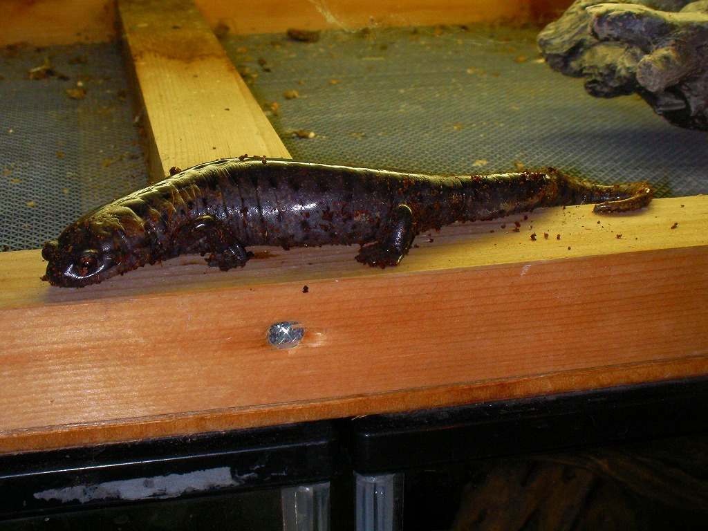 Recommended Amphibians 名東ペポニスタッフブログ Recommended Amphibians 名東ペポニスタッフブログ