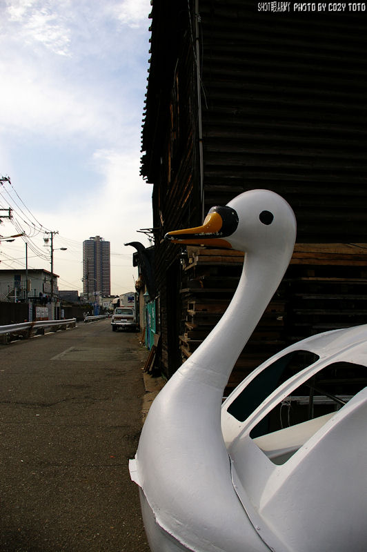 ”陸に上がった白鳥”　～河より低い町で・・・～より_f0157782_8451866.jpg