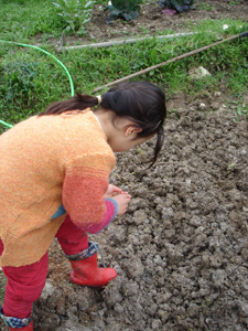 ほうれん草の種を蒔きました_f0106597_3481218.jpg