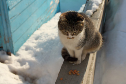 なかなか雪は消えないけど_f0003598_13173884.jpg