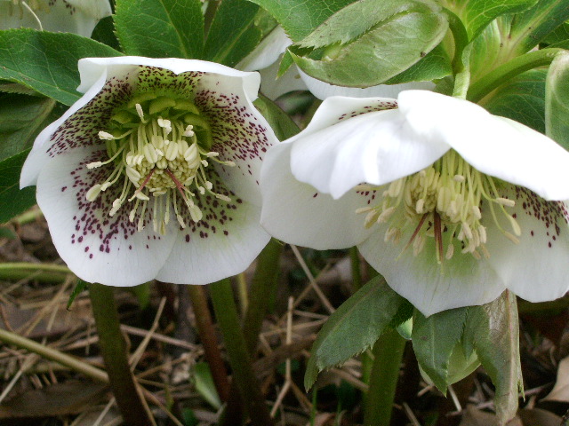 公園の「華」は・・・_e0025300_12261436.jpg