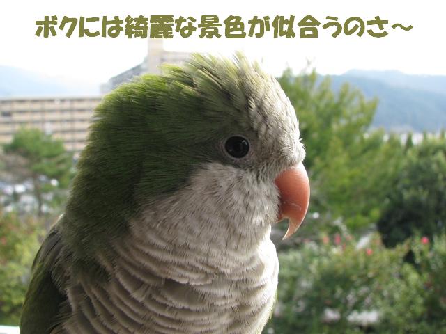 びっこを治すには。。。。_d0081210_19591675.jpg