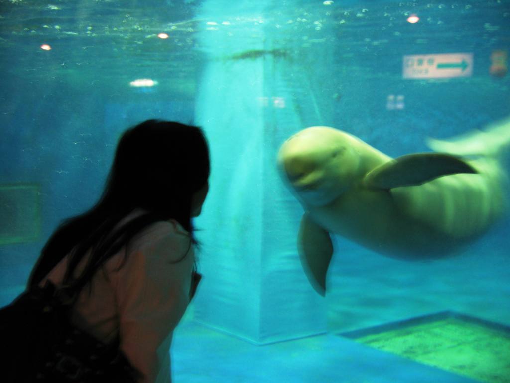 厳島神社から宮島水族館へ_f0017712_2281662.jpg