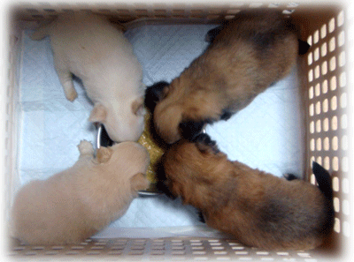 b0078030_0594025.gif