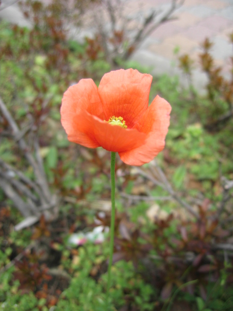 b0088037_2147592.jpg