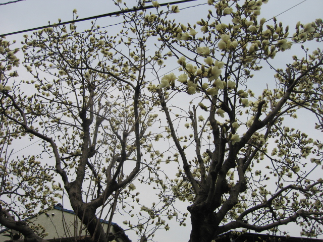 b0088037_2156469.jpg