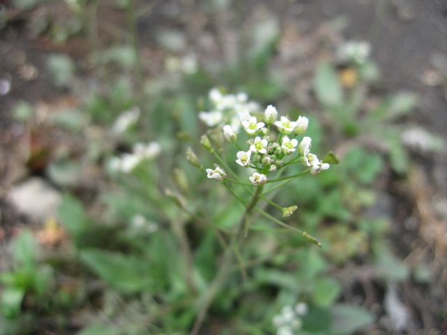 b0088037_21564769.jpg