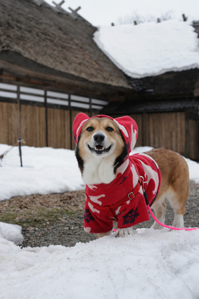 残雪や　曲がり屋の戸は　まだ開かず_b0031538_23592719.jpg