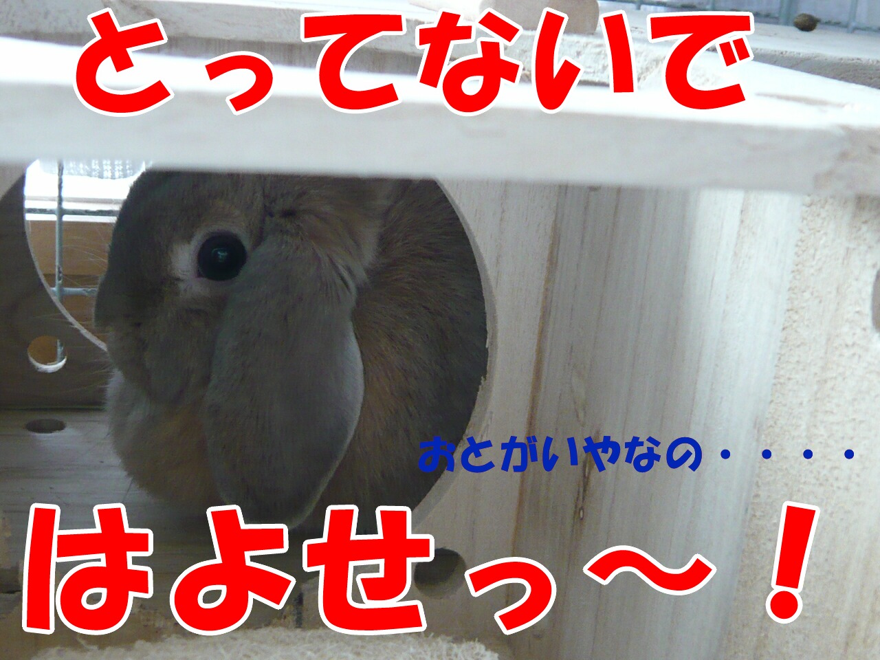 掃除機の音は好き 嫌い おてんばうさぎ ミミ ゆき とその仲間たち 掃除機の音は好き 嫌い おてんばうさぎ ミミ ゆき とその仲間たち