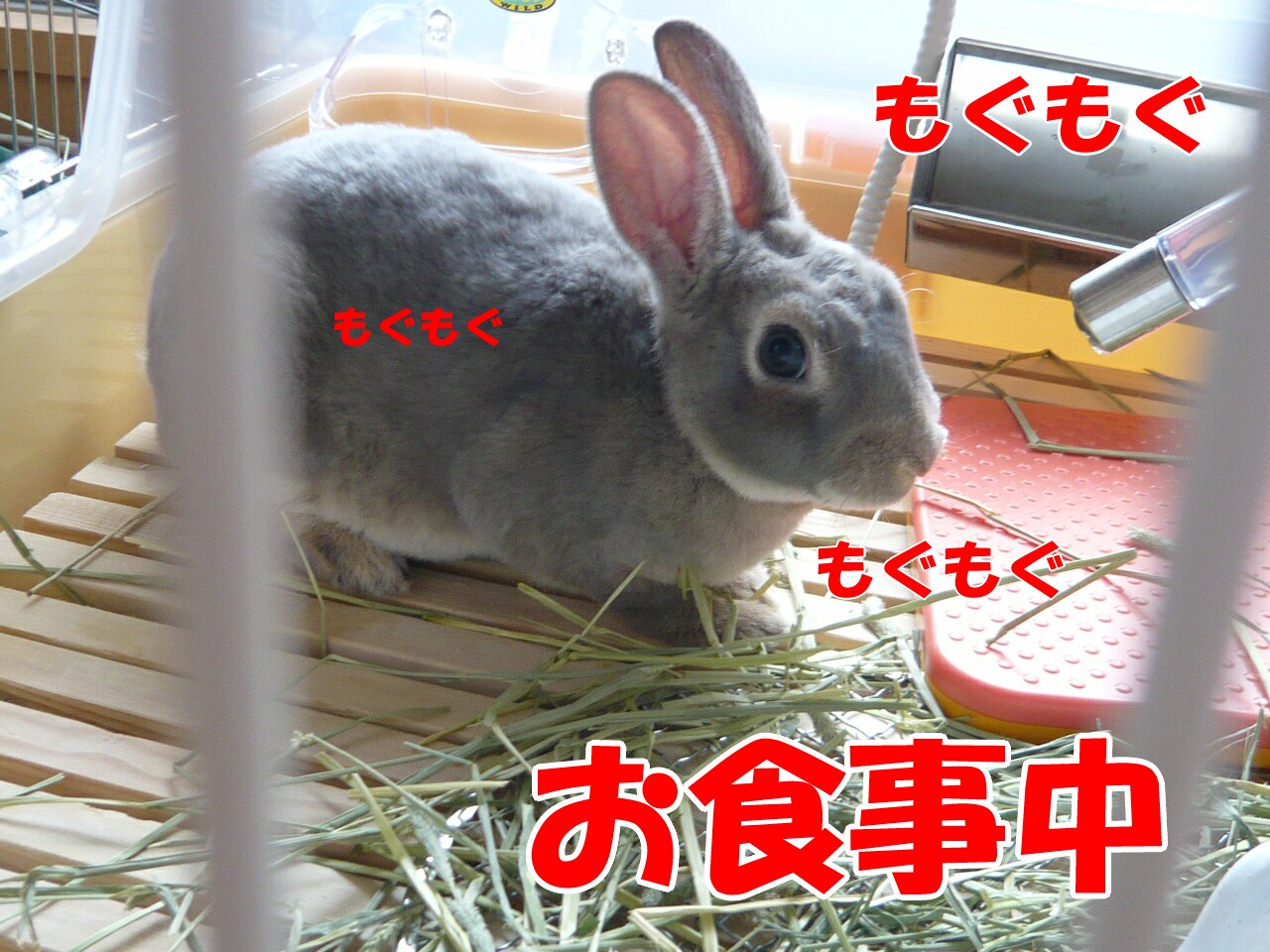 掃除機の音は好き 嫌い おてんばうさぎ ミミ ゆき とその仲間たち 掃除機の音は好き 嫌い おてんばうさぎ ミミ ゆき とその仲間たち