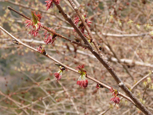 a0056140_022426.gif