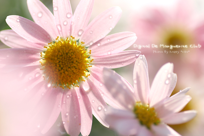Marguerite　_b0049843_9154495.jpg