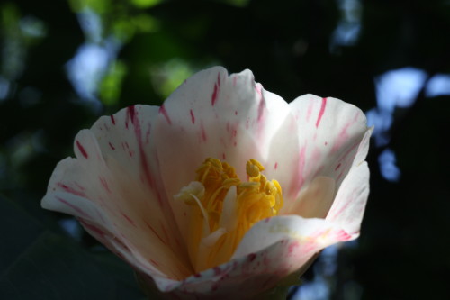 e0022344_25475.jpg