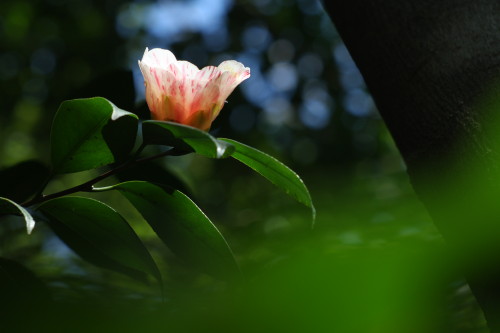 e0022344_261930.jpg