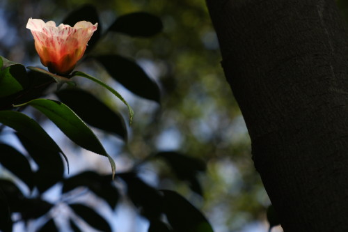 e0022344_26229.jpg