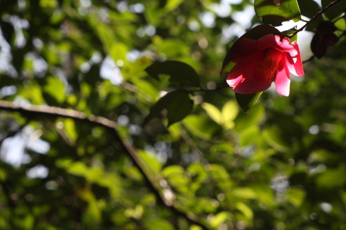 e0022344_265041.jpg