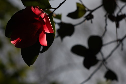 e0022344_2799.jpg