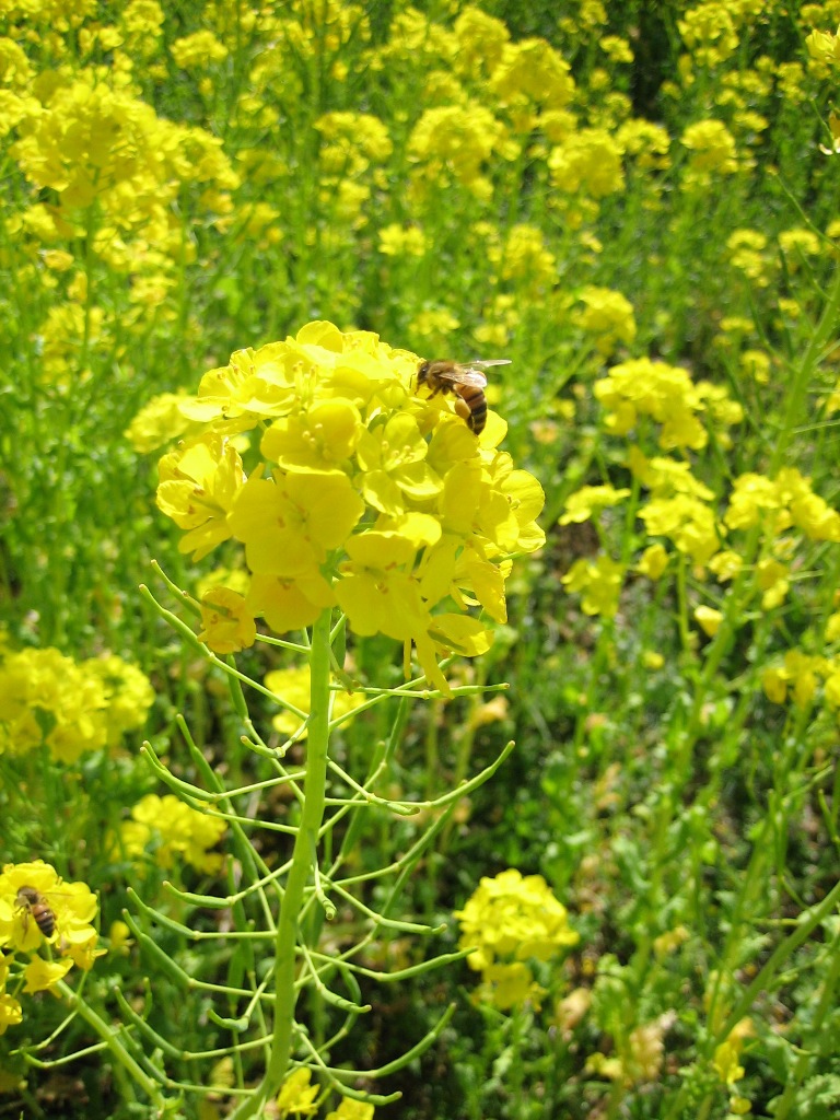 菜の花とみつばち_e0009547_1236921.jpg