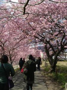 一足早く春を満喫♪　河津桜_b0046148_23541519.jpg