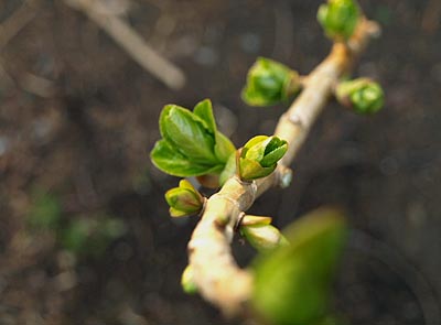 ☆breath of spring☆_c0092953_2382981.jpg