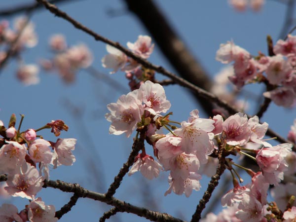 おっ　桜だね♪_d0150659_948823.jpg