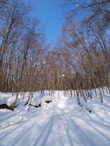 美人林はこの日も元気一杯。_a0025576_21472172.jpg