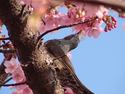 花便り　～高洲公園の河津桜～_e0055176_1717010.jpg