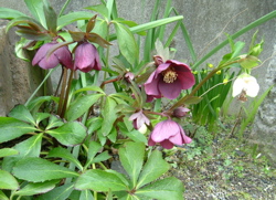 e0030587_8155644.jpg