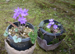 e0030587_8172086.jpg