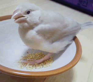 シナモン文鳥ムク生後30日目 ガムさんとおいしいご飯 シナモン文鳥ムク生後30日目 ガムさんとおいしいご飯