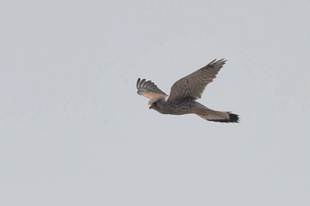 b0024798_94382.gif