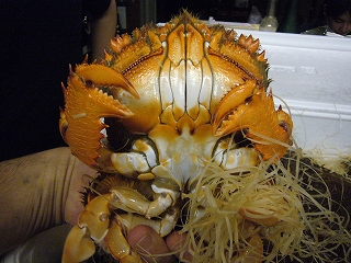 ゾウリエビ_f0157910_16163844.jpg
