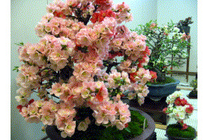 e0115811_2027184.gif