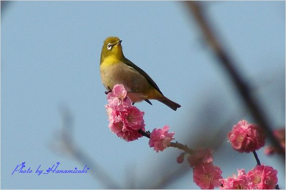 一昨日の公園の鳥たち・・・・_c0100214_21312192.jpg