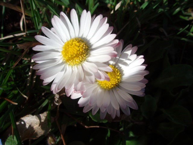 e0059726_510590.jpg