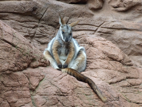 「シドニー 動物園ワイルドライフワールドと水族館シドニーアクアリウム」_a0000029_11473367.jpg