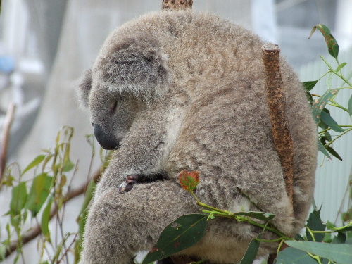 「シドニー 動物園ワイルドライフワールドと水族館シドニーアクアリウム」_a0000029_11571729.jpg