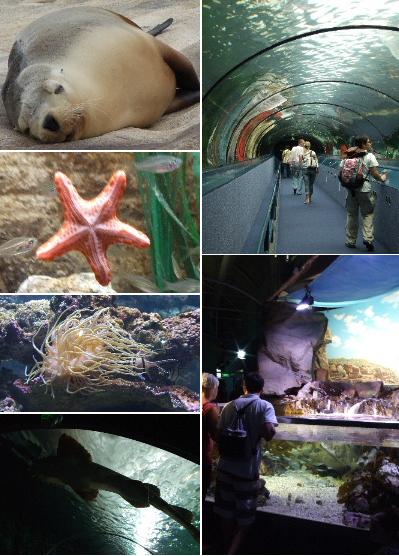 「シドニー　動物園ワイルドライフワールドと水族館シドニーアクアリウム」_a0000029_12174267.jpg