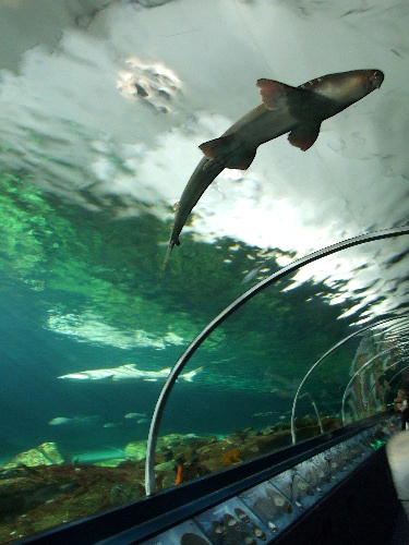 「シドニー 動物園ワイルドライフワールドと水族館シドニーアクアリウム」_a0000029_12203570.jpg