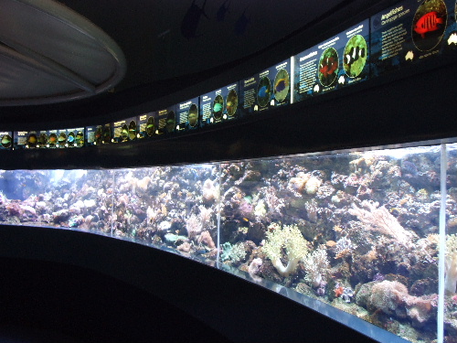 「シドニー 動物園ワイルドライフワールドと水族館シドニーアクアリウム」_a0000029_12232887.jpg