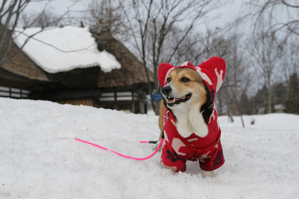 残雪や　曲がり屋の戸は　まだ開かず_b0031538_043374.jpg