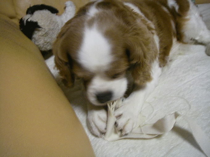 c0136838_11303276.gif