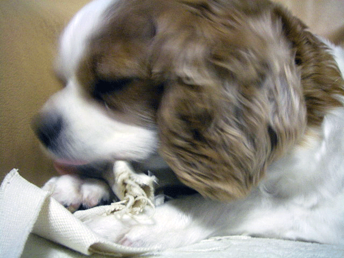 c0136838_1131112.gif