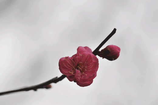 c0093046_6262368.gif