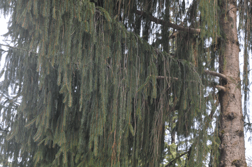 c0093046_6264347.gif