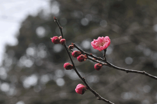 c0093046_626561.gif