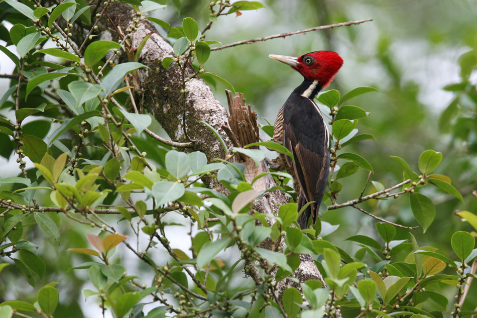 コスタリカ探鳥旅行_d0013455_1154517.jpg