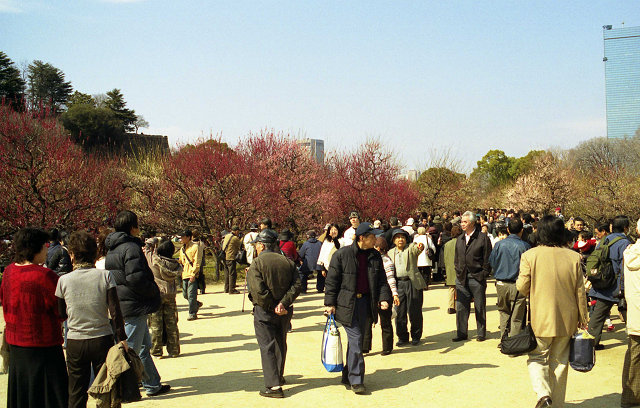 大阪城公園　梅林にて_b0050968_22305182.jpg